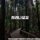사려니숲길 | 제주도관광 비오는 날 사려니숲길을 뚜벅이로 다녀온 솔직 후기