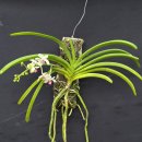 Holcostylis Ms Sunlight (Holcoglossum × Rhynchostylis gigantea) 이미지