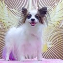 퍼피 투게더 이미지