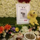 안녕, 강아지 이미지