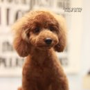 복돌이애견 이미지