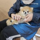 원애견샵 이미지