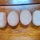 유나네농원 이미지