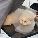 고양이이발관(부천신중동점) 이미지