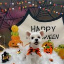 허그댕댕 이미지