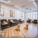 가양시장 | 가양 애견분양 재이용 후기와 지역 전문가 현황 비교 분석