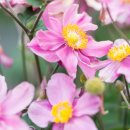 추명국-리틀브리즈 핑크- ‘Little Breeze Pink’ (Japanese Anemone) 이미지