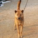 청주진도견연구소 이미지