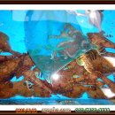 동해세꼬시 이미지