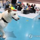 귀엽개