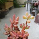 비버리힐 이미지