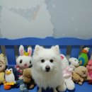 펜션노아스