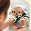 계성메디칼 | 경주강아지분양 좋았던 만남 탑오브탑!
