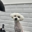 마이뷰티독스타필드위례점 이미지