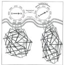 생체의 물리적 구조와 특성 - 텐세그리티 구조의 중력시스템 이미지