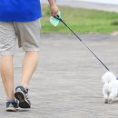 우리집 댕댕이 이미지