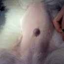 으뜸원동물병원 이미지