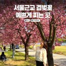 미사경정공원 | 이번 주 꼭 가야 할 겹벚꽃 명소, 하남 미사경정공원 4월16일 후기 🌸