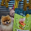 생육달 | 이즈칸 퍼포먼스 어덜트 강아지생육사료후기