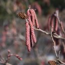 오리나무 이미지