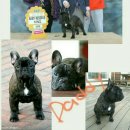 브리더독 이미지