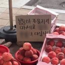 배꼽시계 네이버블로그
