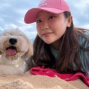 강릉댕댕이애견펜션블루 이미지