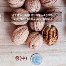 법인월넛팜