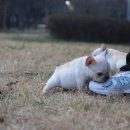 넥서스켄넬 이미지