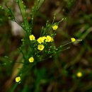 노랑개아마 Linum medium (Planch.) Britton 이미지