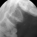 도화동물병원 이미지