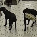 스타주유소 이미지