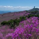 망 미 정 이미지