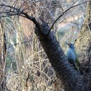 딱따구리 이미지