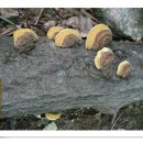 상황버섯의 종류, 효능 이미지