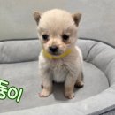 둥이