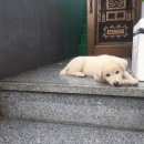 똥강아지 이미지