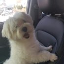 프리티도그 | 말티즈 미용후기 안성공도 프리티도그 믿을만해요!