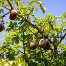바오바브(baobab)