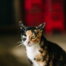 더이쁜헤어 이미지