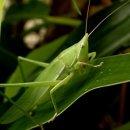 개미와베짱이 이미지