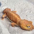 도마뱀있ZOO
