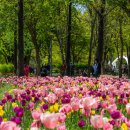 서울 안에서 튤립 즐기기 &#34;서울숲&amp;안산자락길&#34; 알아보기 이미지