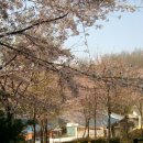 인천 연수구 청학풀장 에서 찍은 봄 꽃! 이미지