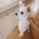 민 동물병원(동물미용) 이미지