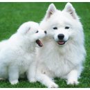 하얀강아지 이미지