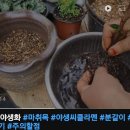 꽃망울이 소복하게 주렁주렁 &#39;벨리 발렌타인&#39; 마취목(진분홍)-업데이터중 이미지