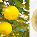 유자향기2 이미지