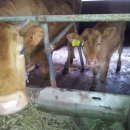 흥진정육점 이미지