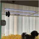 펫퍼스트24시 서울송파점 강아지고양이분양말티푸말티즈푸들 이미지